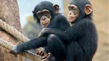 Chimpanzee Monkeys for Sale