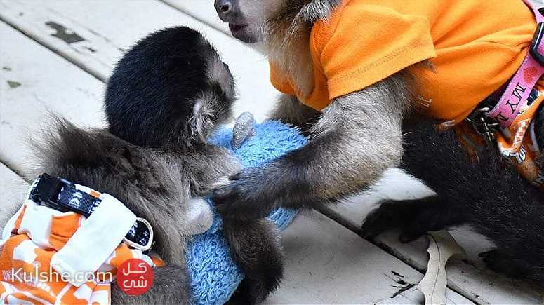 Capuchin Monkeys for Sale - Image 1