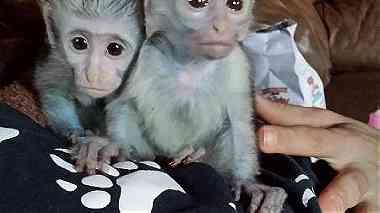 Adorable Capuchin Monkeys for Sale
