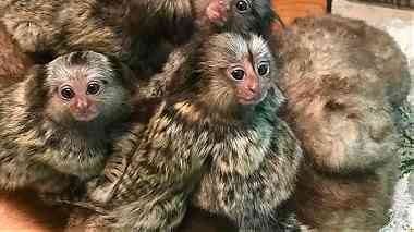 Adorable Finger Marmoset Monkeys for sale