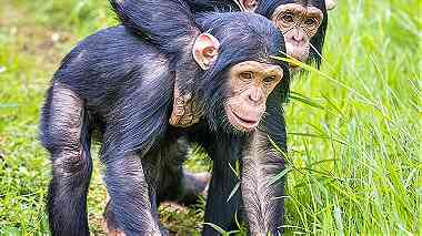 Adorable  Chimpanzee Monkeys for Sale