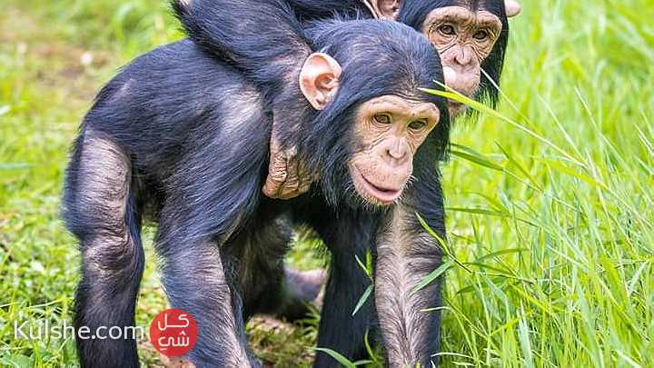 Adorable  Chimpanzee Monkeys for Sale - صورة 1