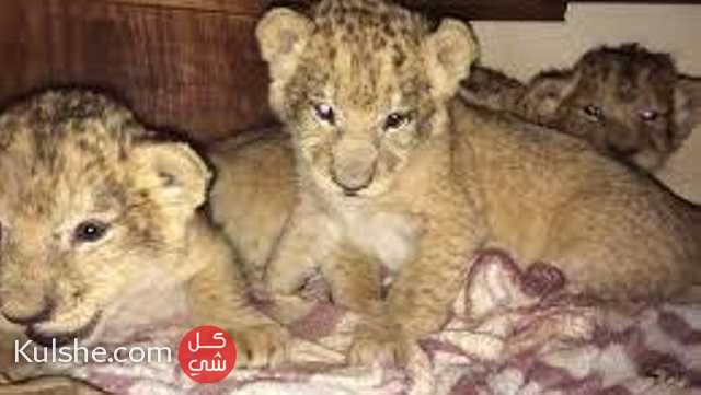 Adorable Lion Cubs for sale - صورة 1