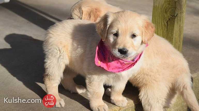 Healthy Trained  Golden Retriever  puppies - Image 1