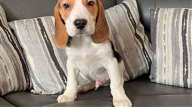 Tri color  Beagle puppies for sale