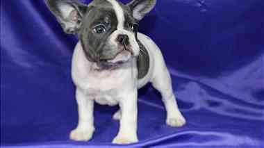 Quality  french  bulldog  puppies for sale