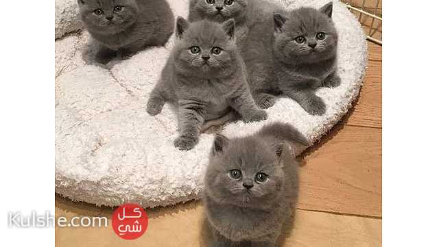 British shorthair kittens for sale - صورة 1