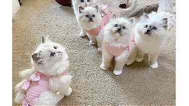 Lovely Ragdoll kittens available for sale