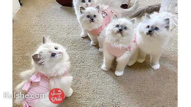 Lovely Ragdoll kittens available for sale - صورة 1