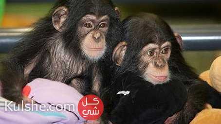 Cute Chimpanzee Monkeys for Sale - صورة 1
