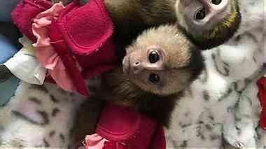 Lovely Capuchin Monkeys for Sale
