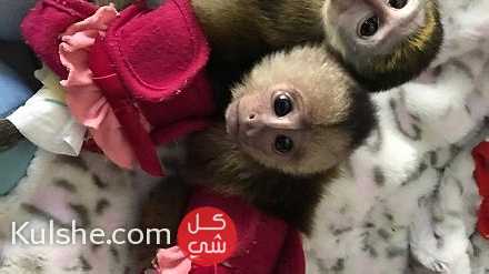 Lovely Capuchin Monkeys for Sale - Image 1