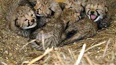 Lovely Cubs For Sale
