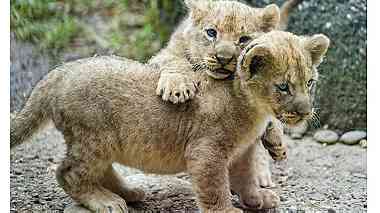 Adorable Lion Cubs for sale