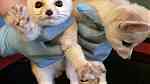 Lovely Registered Fennec fox for sale - صورة 2