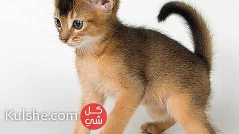 Abyssinian kittens  for sale - Image 1