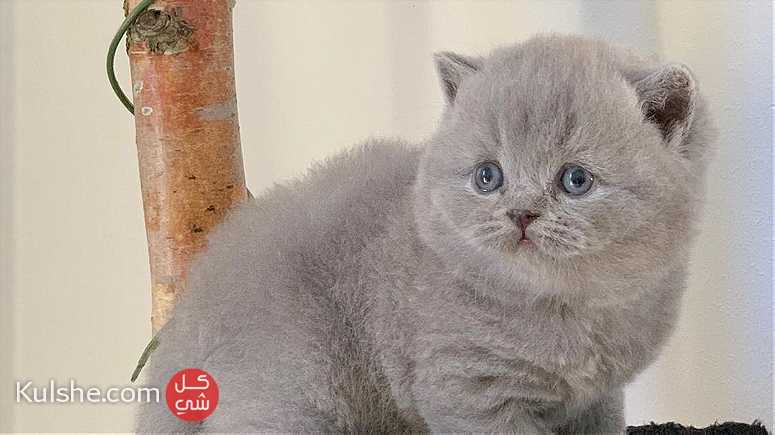 Grey British shorthair kittens  for Sale - صورة 1
