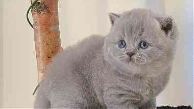 Grey British shorthair kittens  for Sale