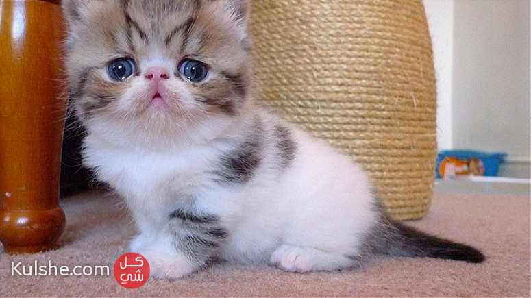 Beautiful Exotic kittens   for Sale - صورة 1