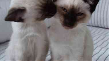 Classical Siamese Kittens   for  Sale