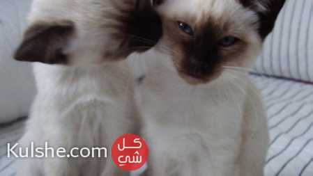 Classical Siamese Kittens   for  Sale - صورة 1