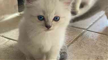 Charming  Ragdoll Kittens  for Sale