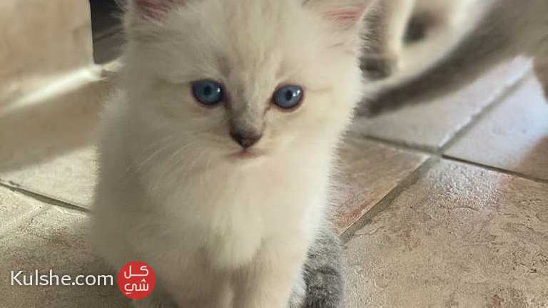 Charming  Ragdoll Kittens  for Sale - Image 1