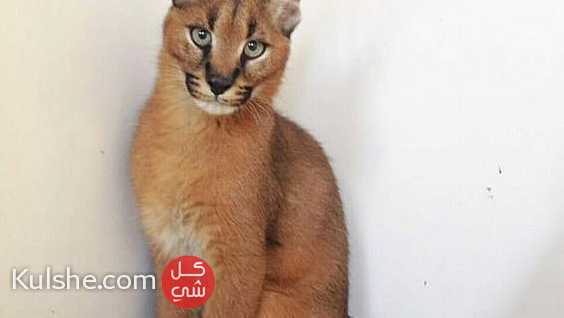 Cute Caracal kittens trained already - Image 1