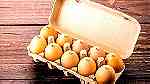 ماكينة ختم البيض للمزارع - صورة 2