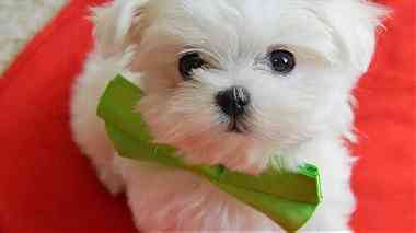 Kids type Micro Maltese Puppies  for  Sale