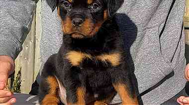 Great german Rottweiler Puppies. for Sale