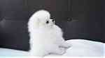 micro Teacup Pomeranian puppies.for sale - صورة 1