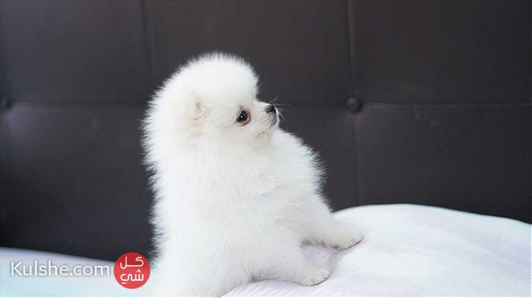micro Teacup Pomeranian puppies.for sale - Image 1
