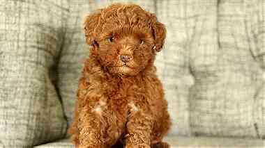 Beautiful Toy Poodle  Puppies  for Sale