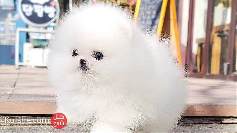Well traind baby puppy available - صورة 1