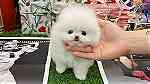 Teacup Pomeranian Puppies for sale in UAE - Image 1