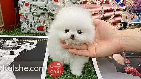 Teacup Pomeranian Puppies for sale in UAE - Image 1