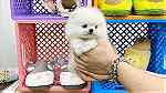 Teacup Pomeranian Puppies for sale in UAE - صورة 2