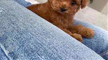 Toy Poodle Puppies for sale in UAE
