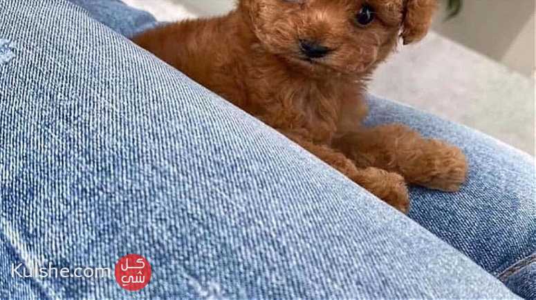 Toy Poodle Puppies for sale in UAE - صورة 1