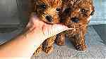 Males and Females Toy Poodle Puppies for sale in UAE - صورة 1