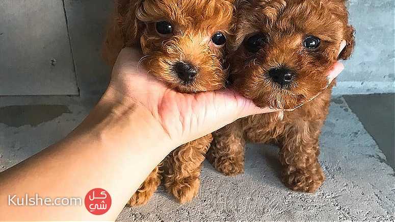 Males and Females Toy Poodle Puppies for sale in UAE - صورة 1
