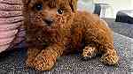 Males and Females Toy Poodle Puppies for sale in UAE - صورة 3