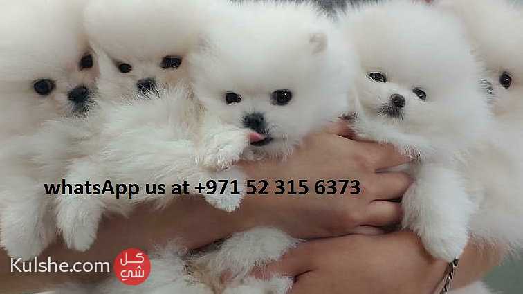 Males and females Teacup Pomeranian Puppies for sale in UAE - صورة 1
