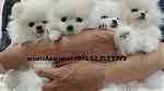 Males and females Teacup Pomeranian Puppies for sale in UAE - صورة 2