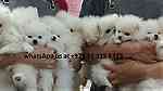 Males and females Teacup Pomeranian Puppies for sale in UAE - صورة 3