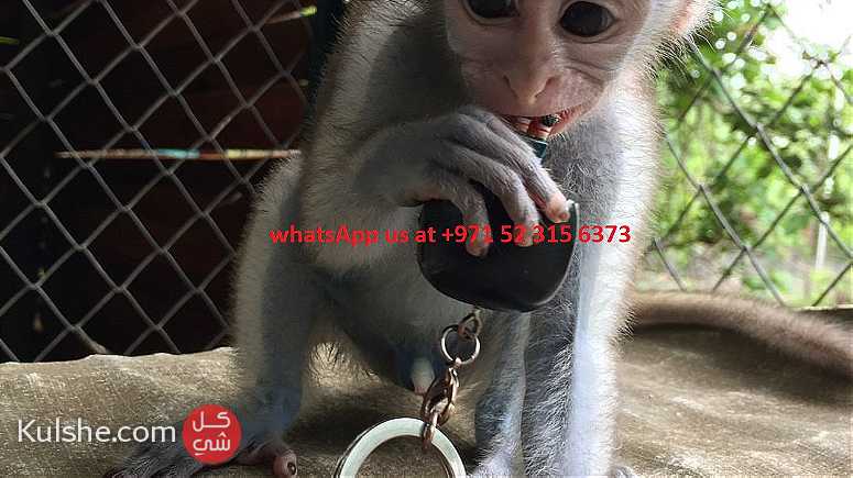 males and females capuchin monkeys for sale in UAE - Image 1