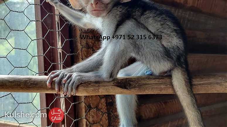 Home raised Capuchin monkeys for sale in UAE - صورة 1