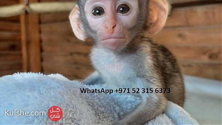 Capuchin monkeys for sale in Dubai - صورة 1