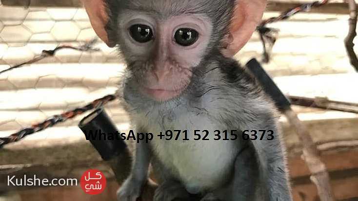 males and females Capuchin monkeys for sale in united Arab emirates - صورة 1